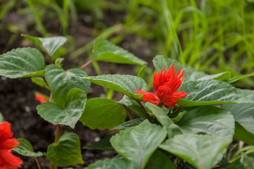 Salvia splendens (Scarlet Sage or Tropical Sage). Flower of bright red color on the green background