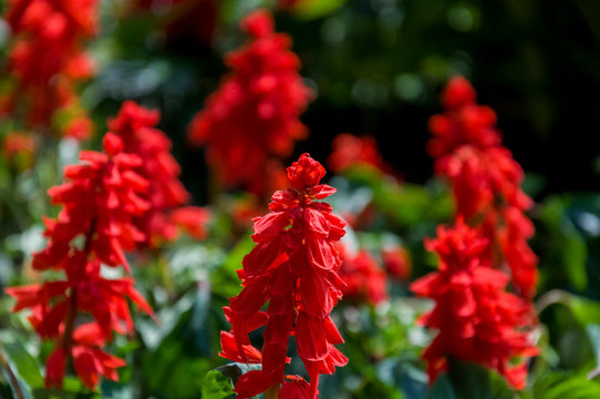 Salvia splendens (Scarlet Sage or Tropical Sage). Flower of bright red color on the green background