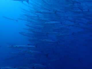 ボルネオ島の海のバラクーダの大群