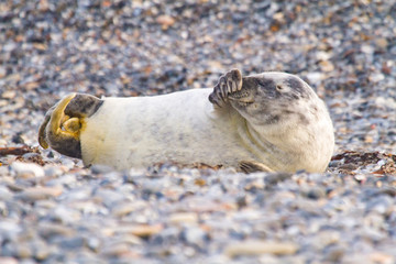 Junge Kegelrobbe (Halichoerus grypus) auf Helgoländer Düne, Helgoland, Deutschland