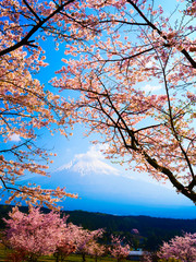 富士山と満開の桜