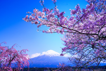 富士山と満開の桜