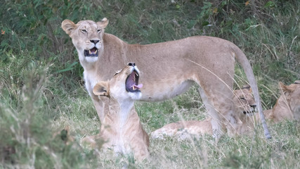 Naklejka na ściany i meble masai mara lion pride member yawning in kenya