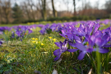 Purple crocuses in the park during spring time