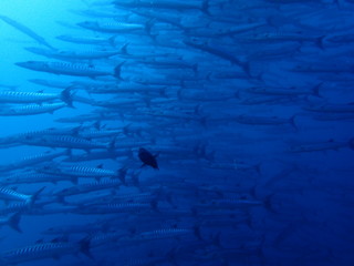 ボルネオ島の海のバラクーダの大群