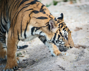 The tiger stands to look at something with interest. (Panthera tigris corbetti) in the natural habitat, wild dangerous animal in the natural habitat, in Thailand.