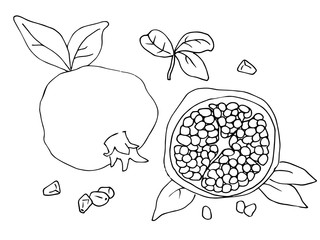 Set of two outline vector Illustration with pomegranates.