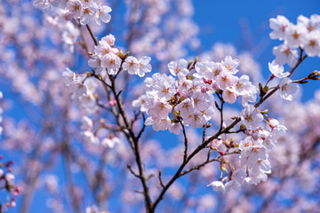 Obraz premium さくらさくら