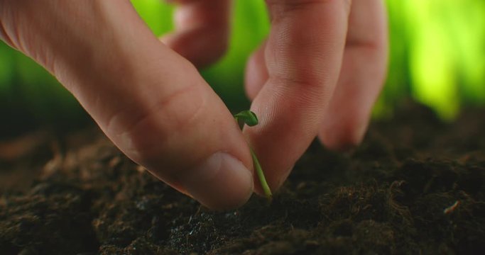 Man hands planted a young plant of pepper in the ground. Planting pepper seedlings. Making a hole in the ground to plant paprik. Hands of the men were planting the seedlings into the ground to dry