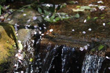 小川と桜の花びら
