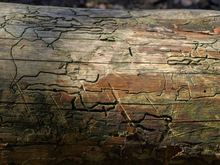 abstract picture with insect-carved texture