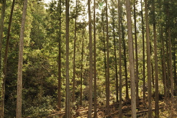 Fototapeta na wymiar 川売の里の杉の木