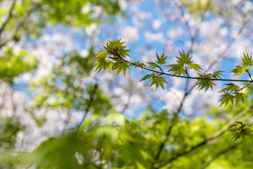 緑色の紅葉の葉と桜の木