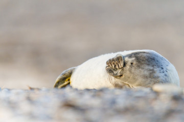 Junge Kegelrobbe (Halichoerus grypus) auf Helgoländer Düne, Helgoland, Deutschland © Jearu