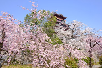 京都　伏見桃山城の桜