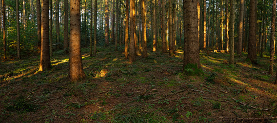 European silver fir forest, Sunbeams Illuminating Moss and Fern Covered Forest Floor, Creating a...