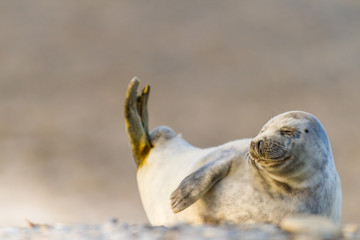 Junge Kegelrobbe (Halichoerus grypus) auf Helgoland, Deutschland