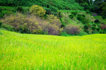 千早赤阪村の棚田