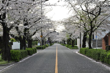 Fototapeta na wymiar 朝日の差し込む桜の並木道