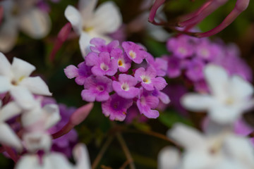 White and pink flowers in spring 2020