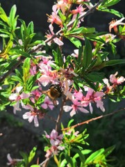 red and white flowers