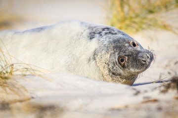 Obraz premium Kegelrobben (Halichoerus grypus) auf Helgoland, Deutschland