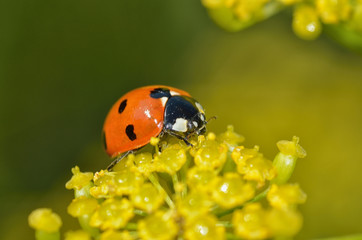 Ladybug on the plant flower.
