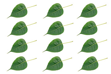 green leaves isolated on white background