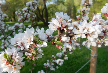 spring blossoming delicate pink flowers of almond trees on a blurred background
