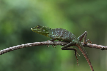 lizard on a tree