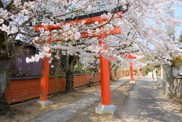 京都　竹中稲荷神社の鳥居と桜
