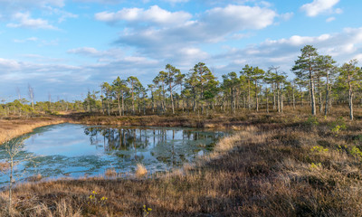 landscape with blue swamp lakes surrounded by small pine and birch trees and green moss on spring day