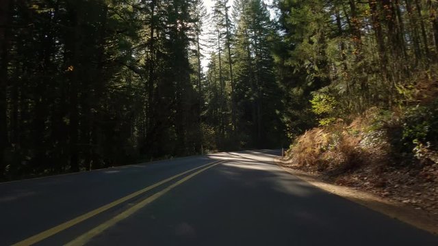 Beautiful Drive Through Oregon Forest  On Sunny Autumn Day