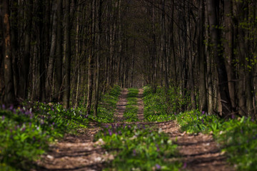 Footpath in summer green forest