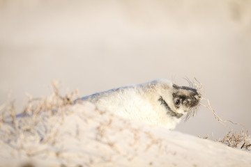 Junge Kegelrobbe (Halichoerus grypus) auf Helgoland, Deutschland