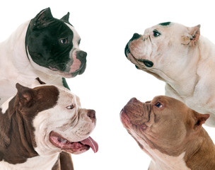 american bullies in studio