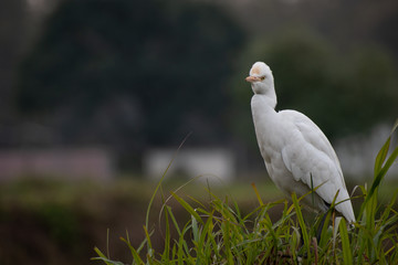 great white egret