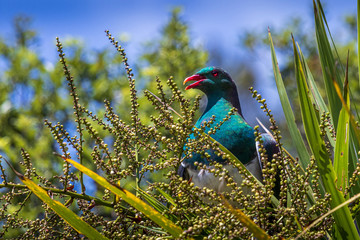 Wood pigeon,  bird at Tiritiri Matangi. New Zealand
