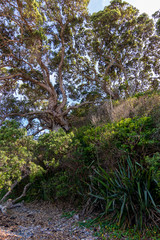 Forest at Tiritiri Island in New Zealand
