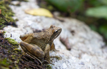 frog in the nature gorge