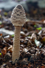 Chlorophyllum olivieri mushrooms in the nature