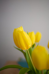 Yellow tulip flower bouquet close up still on an indoor home scene