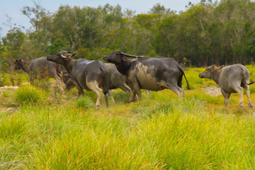 Swamp Buffalo