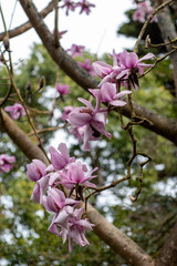 Blooming pink flowers of Magnolia campbellii