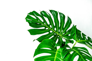 Fototapeta na wymiar green leaves on a white background