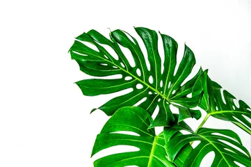 Stickers fenêtre Monstera feuilles vertes sur fond blanc