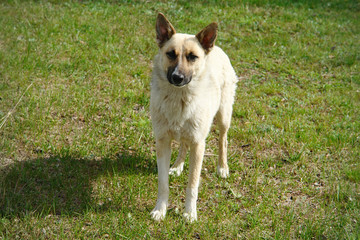 Dog mongrel stands on the green grass