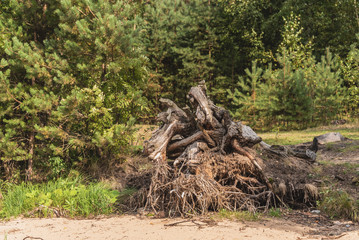 The roots of the old tree in the forest