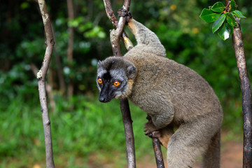 Lemurs in a rain forest on the trees, hopping from tree to tree