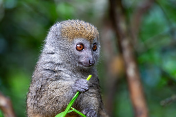 A small lemur on a branch eats on a blade of grass